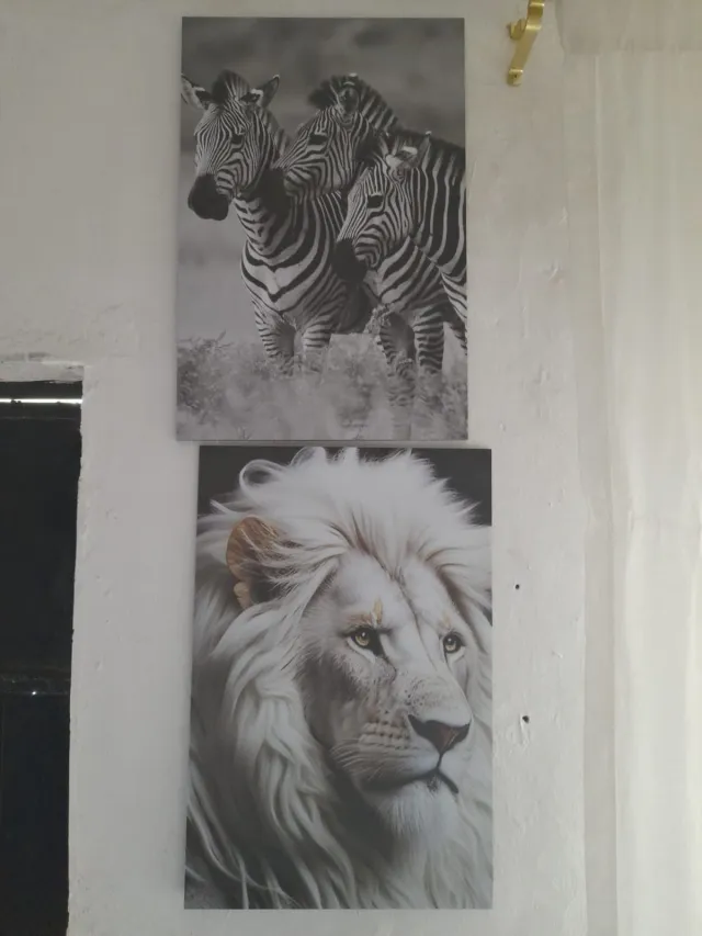 Zebra Trio & White Lion Pair – Wildlife & Nature wall art mount by Kwanza Images