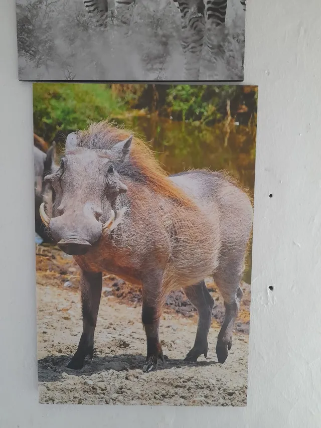 Warthog at the Waterhole – Wildlife & Nature wall art mount by Kwanza Images
