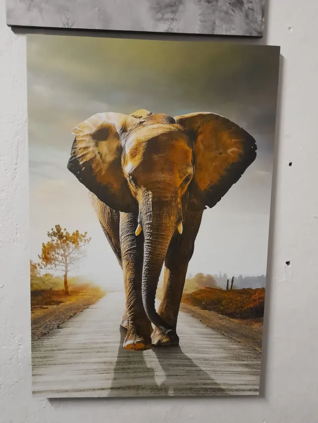 Elephant on the Open Road – Wildlife & Nature wall art mount by Kwanza Images